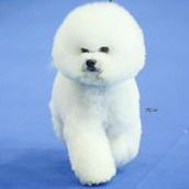 比熊犬舍預約參觀請按這❤️