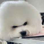 【FB】Only.Bichon_