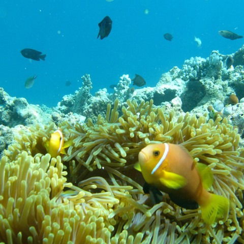 What Fish Can You See In The Maldives?