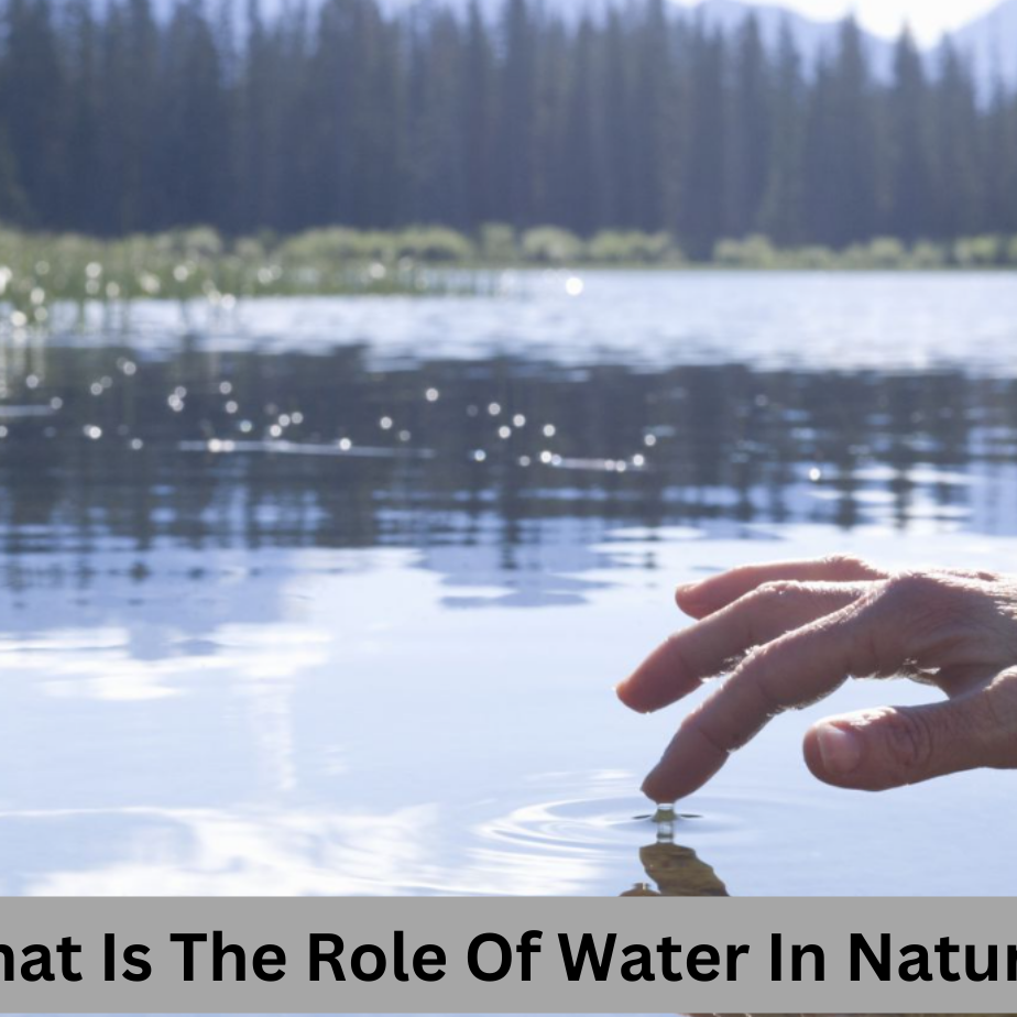 What Is The Role Of Water In Nature?