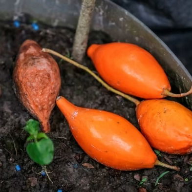 Is Iboga Retreat a promising place for deaddiction treatment?