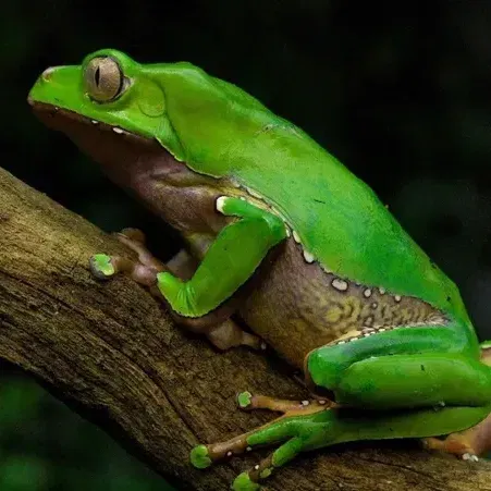 How to spot a safe Kambo practitioner training program?