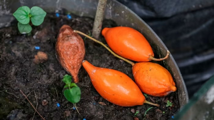 Experience Iboga healing at Nektar Healing 