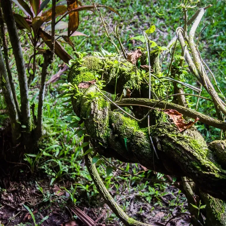 Can Kambo Ceremony Help Treat Anxiety, PTSD, And Trauma?