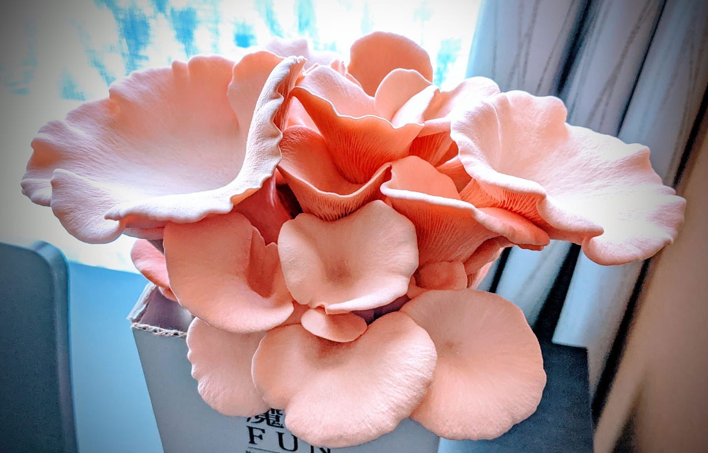 在家當菇農Mushroomfarmer