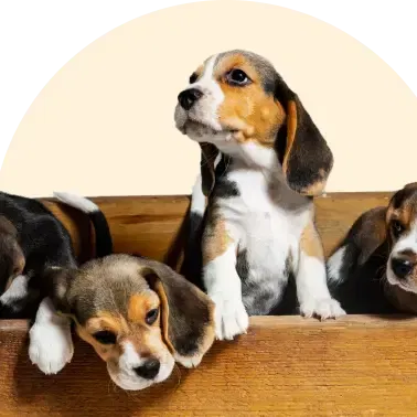 Discover All Dog Breeds at The Pet World