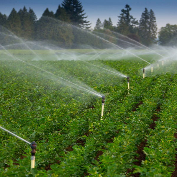 Các Bước Thiết Kế Hệ Thống Tưới Phun Mưa