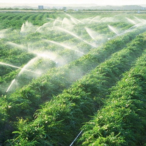 Hệ Thống Tưới Cây Thông Minh