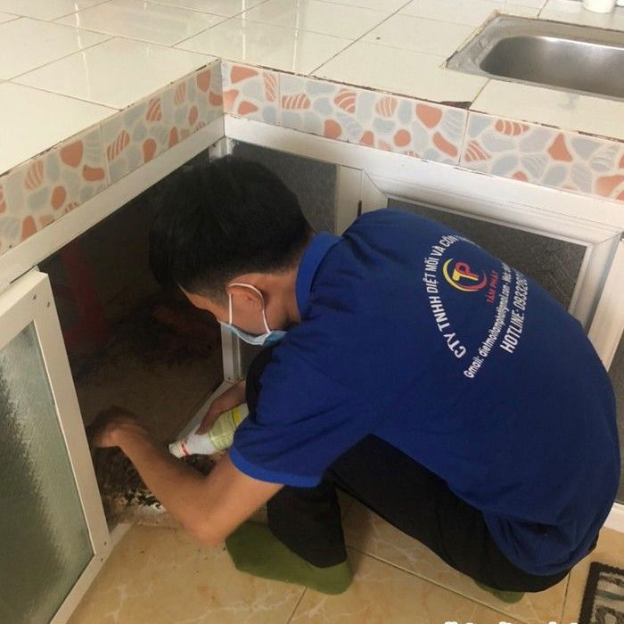Diệt mối tận gốc tại Quận 10 Giá rẻ NHẤT hiện nay