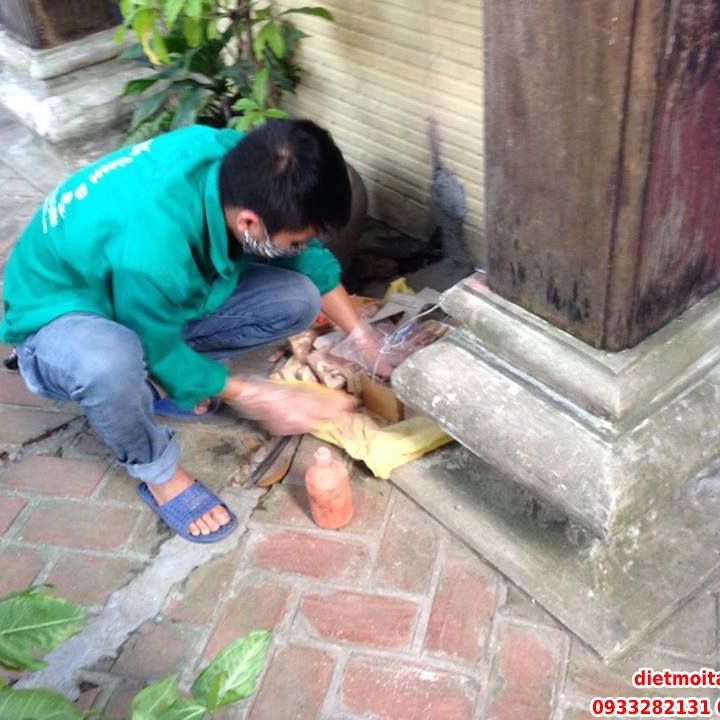 Diệt mối tận gốc tại Gò Vấp Giá Tốt Nhất