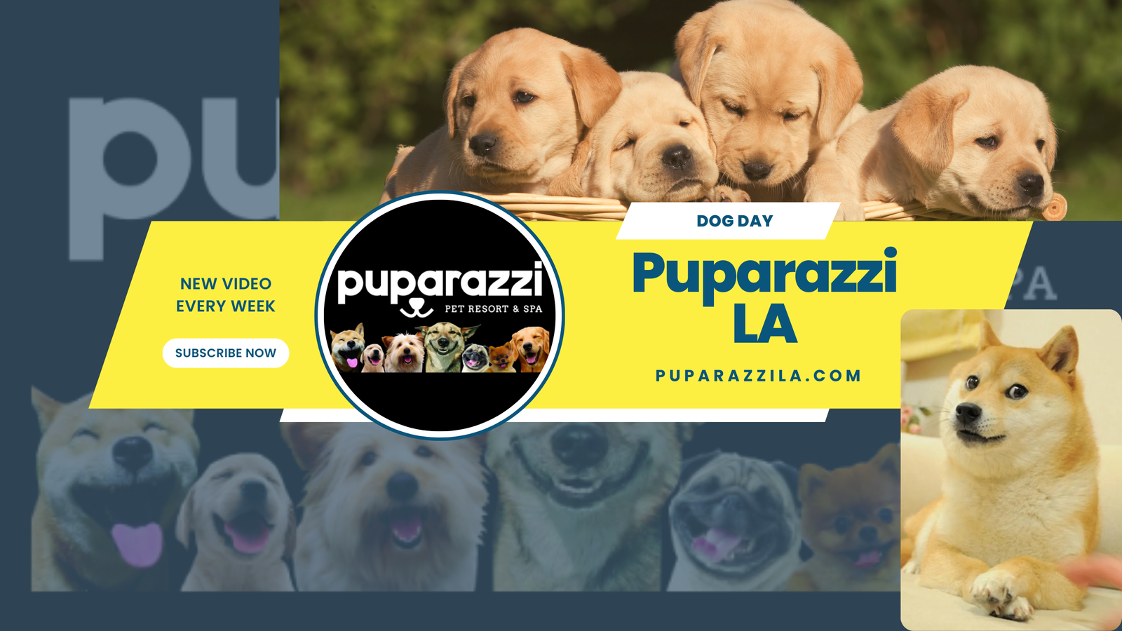 Puparazzi LA | 24 Hour Dog Daycare, Boarding and Grooming