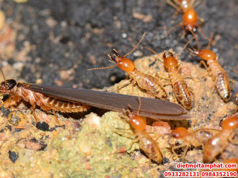 #7 Lưu Ý Quan Trọng Khi Sử Dụng Thuốc Diệt Mối