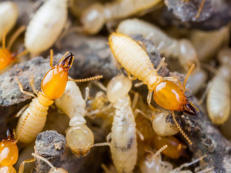 Thuốc Diệt Mối Có Hại Không? [Giải Đáp Nhanh]