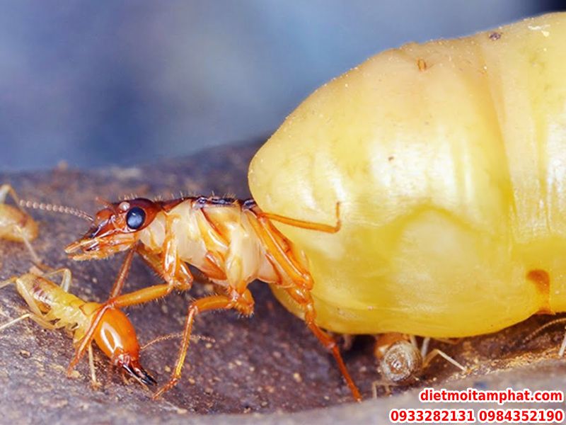 Hướng Dẫn Cách Diệt Mối Chúa Hiệu Quả Từ A-Z