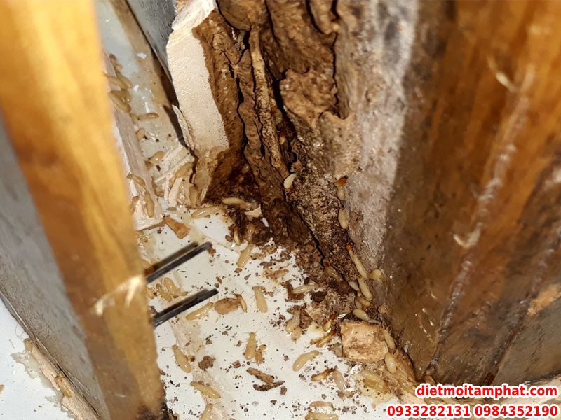 Con Mọt Gỗ Là Gì? Nguyên Nhân, Cách Tiêu Diệt Mọt Gỗ