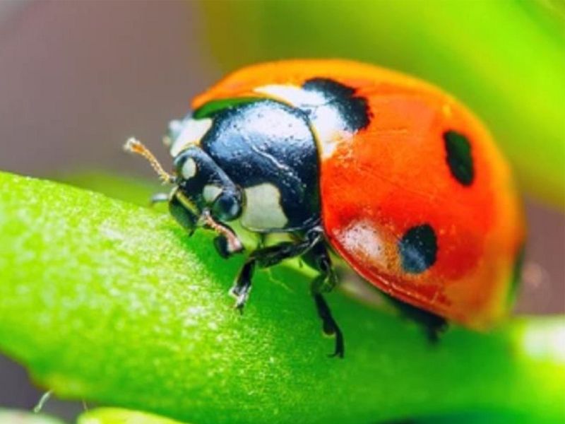 13+ Loại Côn Trùng Có Lợi Cho Cây Trồng Và Con Người