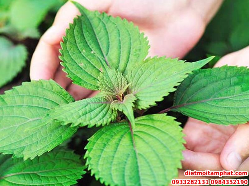 Cách Diệt Côn Trùng Trong Phòng Ngủ Đơn Giản