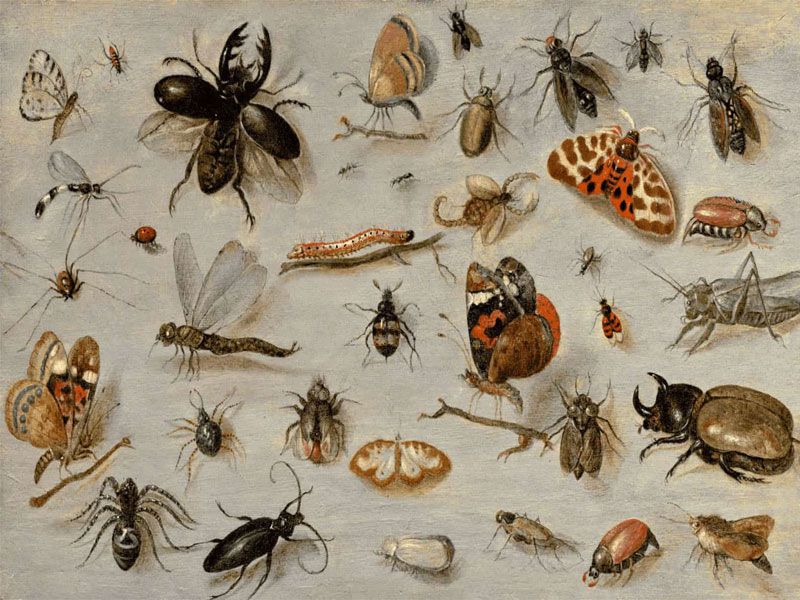 Các Loại Côn Trùng Trong Nhà Gây Hại Cho Con Người