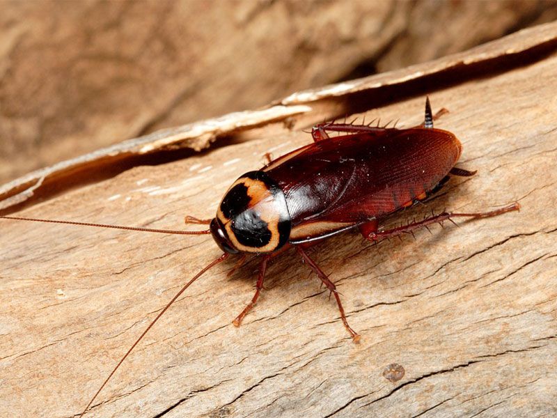 Côn Trùng Là Gì? Đặc Điểm & Cấu Tạo