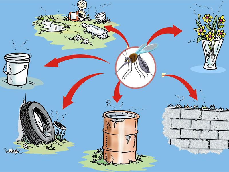  Vòng Đời & Tuổi Thọ Của Muỗi Là Bao Lâu?