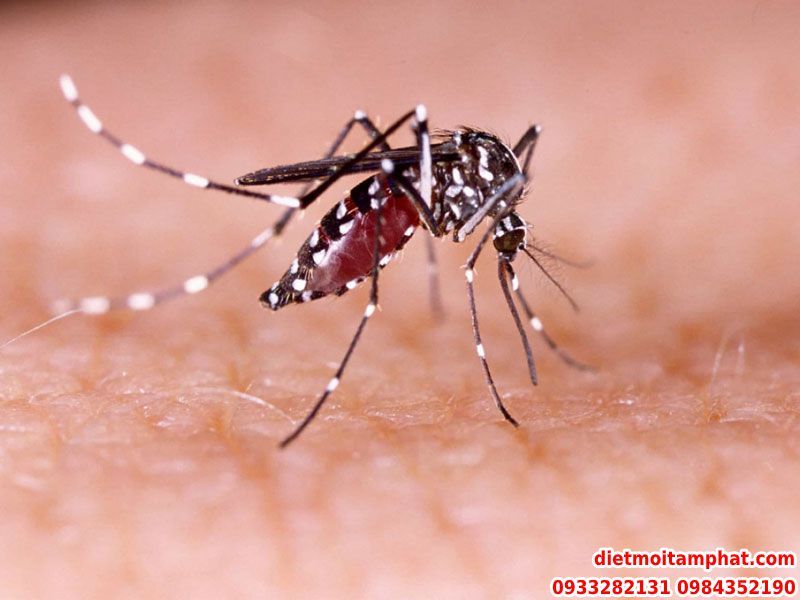 Vết đốt của côn trùng: Dấu hiệu, Cách điều trị