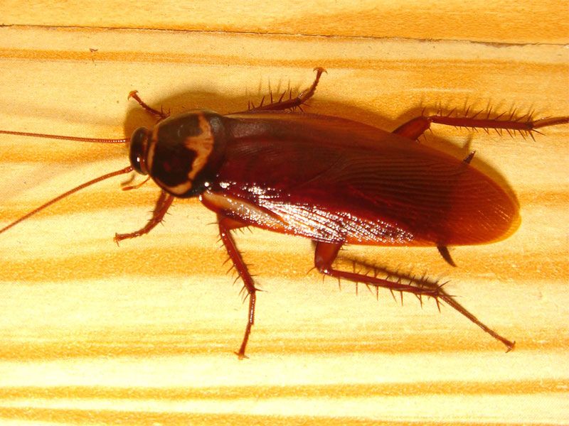 Gián Đức Là Gì? Cách Xử Lý Gián Đức Tận Gốc