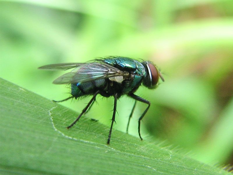 Ruồi Cống Là Gì? 4 Cách Tiêu Diệt Ruồi Cống