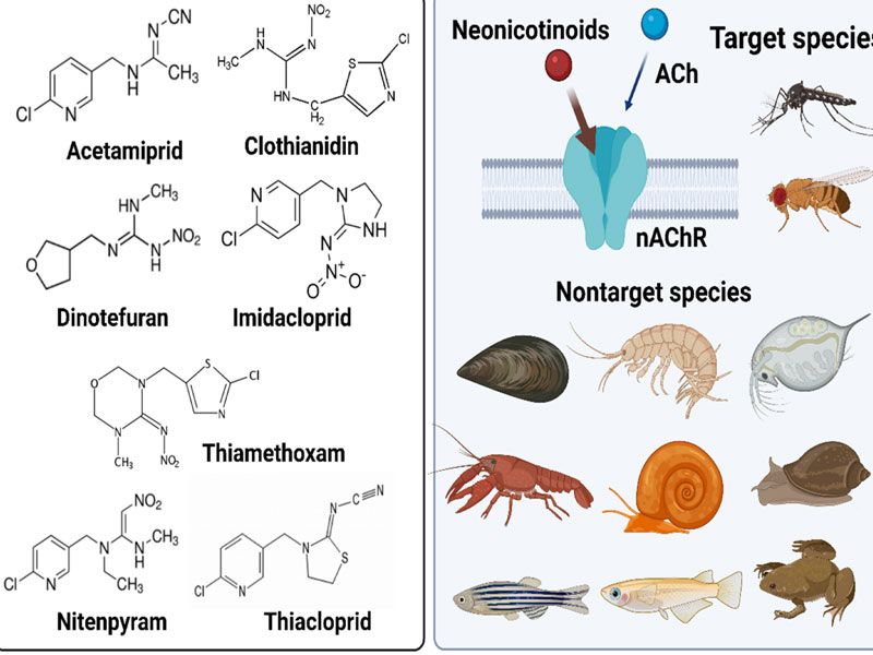 Neonicotinoids Là Gì? Có Nguy Hiểm Với Con Người Không?