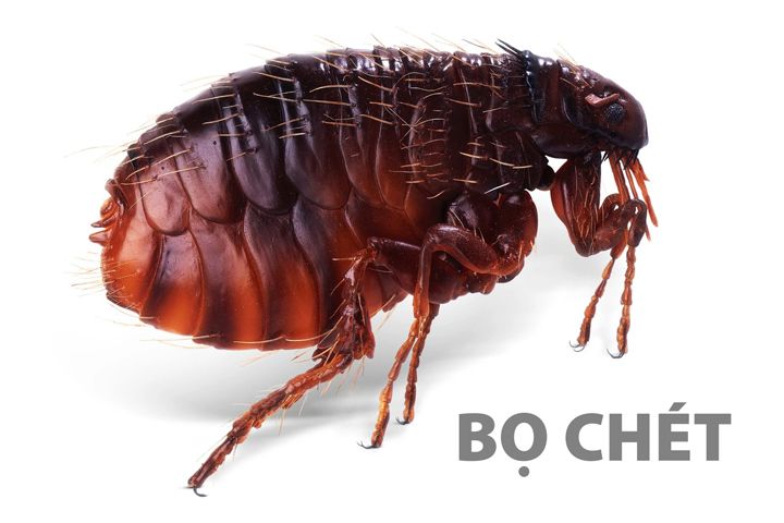 Bọ Chét Sợ Gì Nhất? Cách Tiêu Diệt Bọ Chét Hiệu Quả Nhất