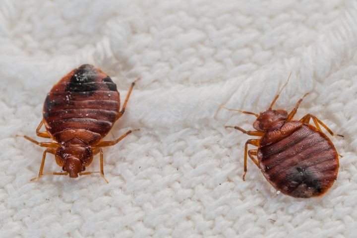 Rệp Giường Là Gì? Cách Nhận Biết Và Diệt Rệp Giường Hiệu Quả Nhất