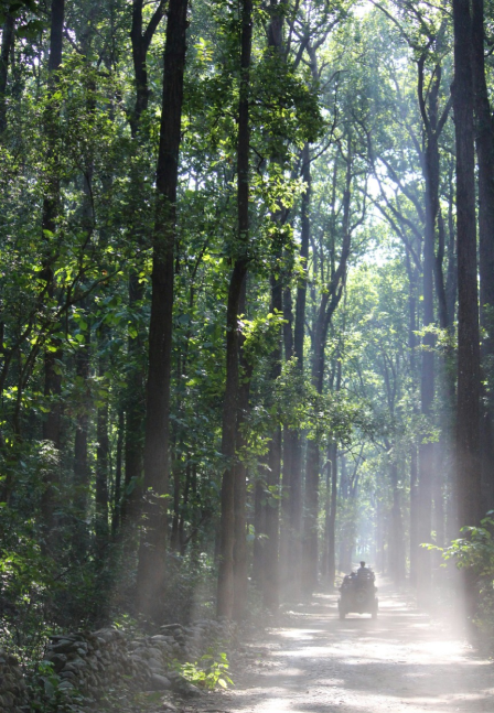 Why Jungle Resorts Are the Ideal Getaway for Adventure Enthusiasts?