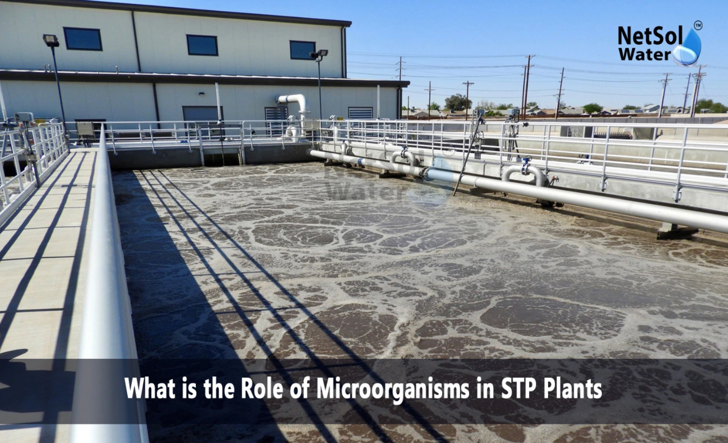 What is the Role of Microorganisms in STP Plants?