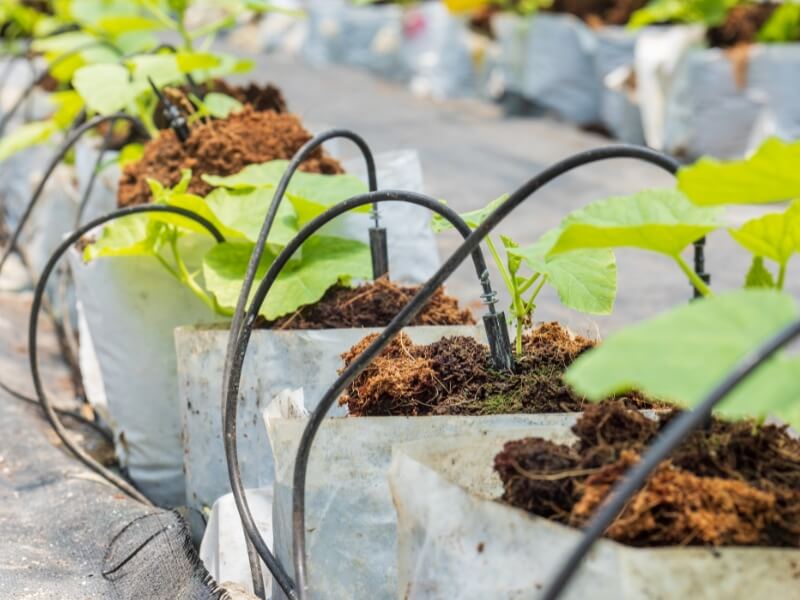 Cách Tiết Kiệm Nước Khi Tưới Tiêu