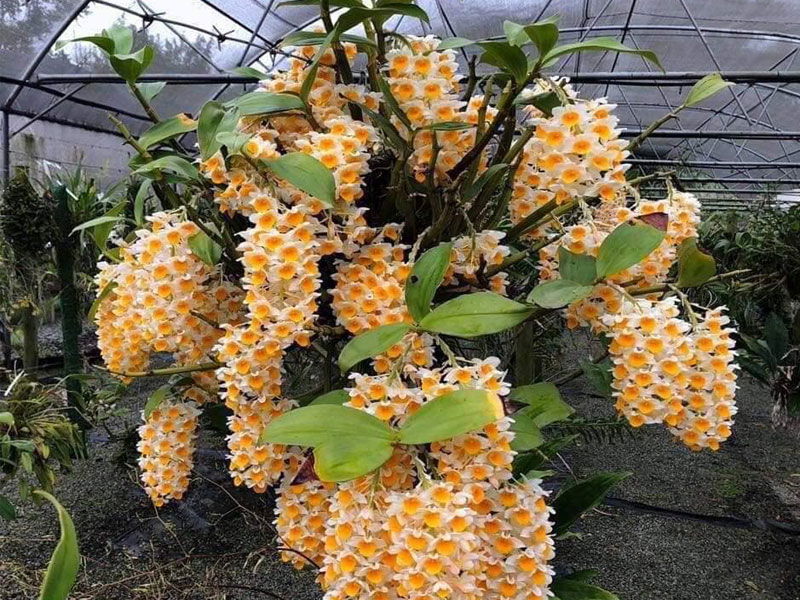 Cách trồng lan dendro mới mua về