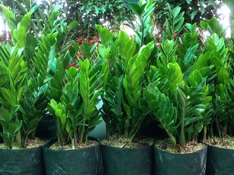 Cây trồng trong nhà không cần ánh sáng