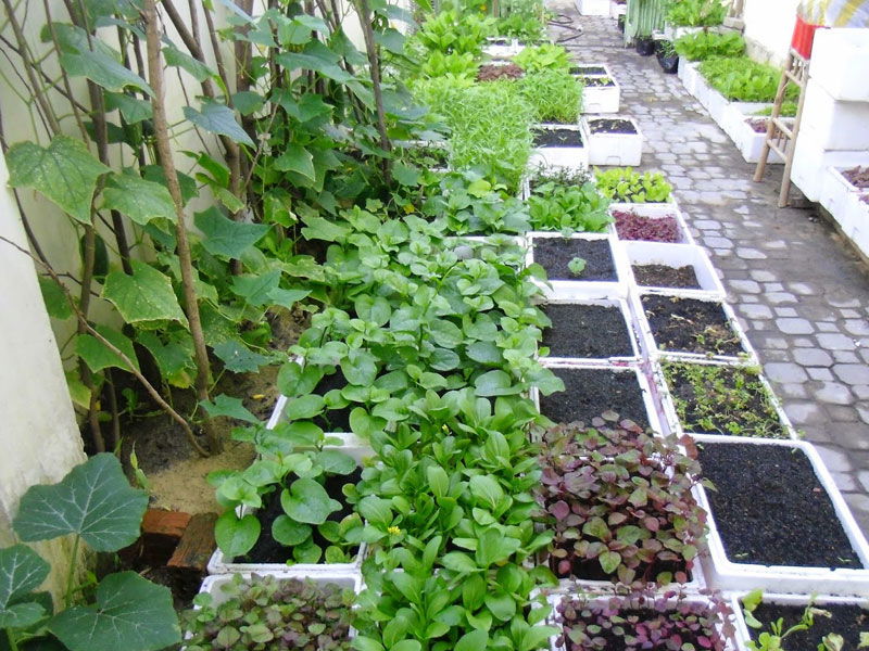 Mô hình trồng rau trên sân thượng