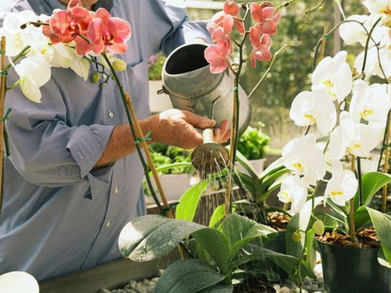 cách tưới nước cho lan 