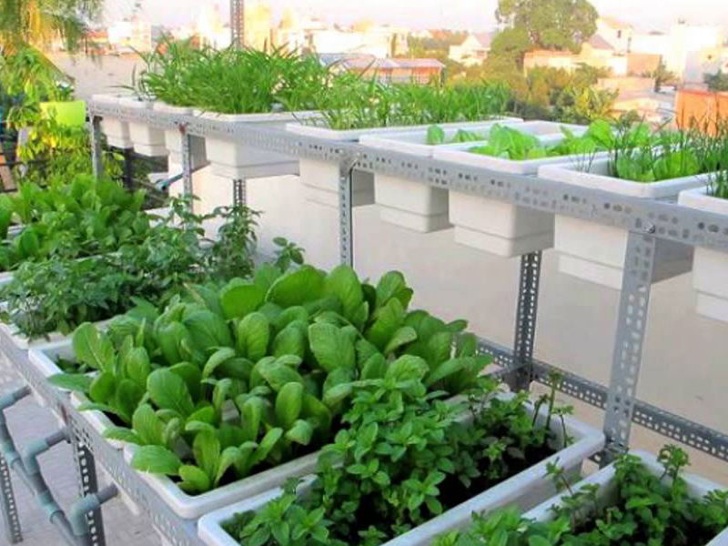 Cách trồng rau trên sân thượng