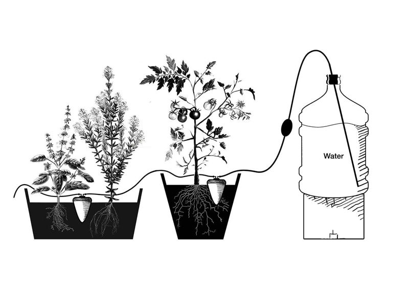 Cách tưới cây khi vắng nhà